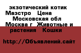 экзотический котик  Маэстро › Цена ­ 6 000 - Московская обл., Москва г. Животные и растения » Кошки   